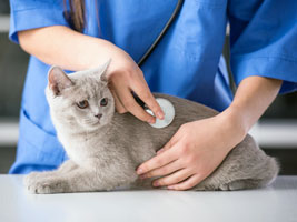 So you wanna be a veterinarian - StudyMalaysia.com