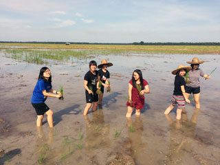 A paddy planting experience for NUS students during their visit to Chui Chak Kuala Bikam