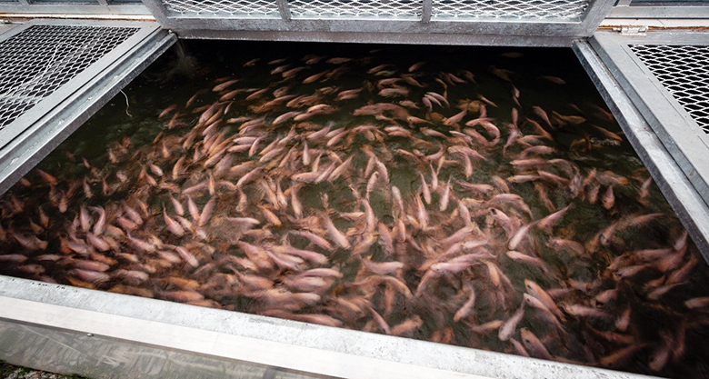 A pond full of healthy red tilapia in the greenhouse, is the powerhouse in producing nitrate-rich water to grow the plant.