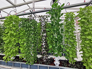 The aquaponic farming greenhouse with the set up of vertical plant towers.