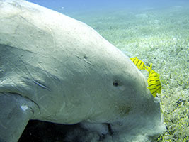 Curtin Sarawak students join global communication challenge for dugong and seagrass conservation at GlobCom 2016 - StudyMalaysia.com